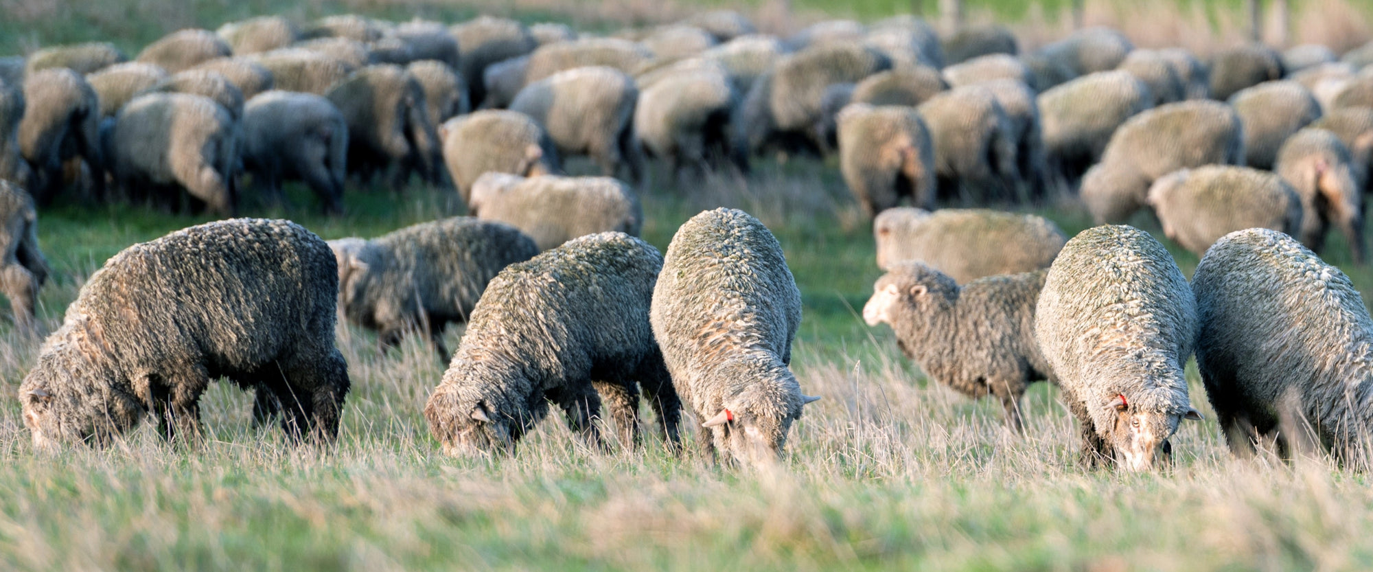 Sheep in field