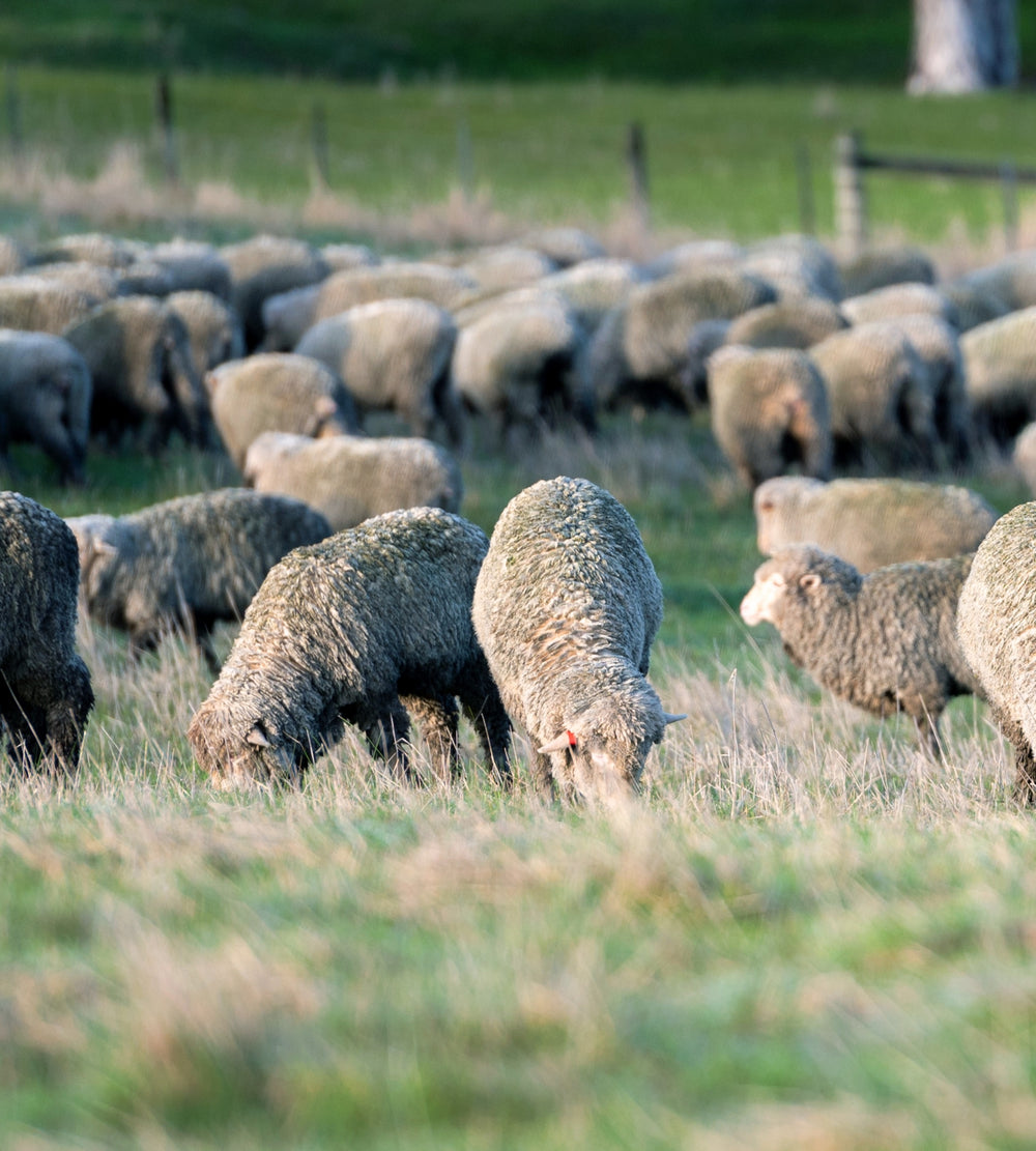 Sheep in field